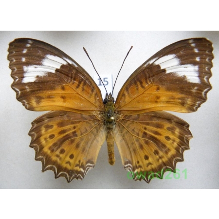 Cethosia hypsea sp. Indonesia, Seram 61mm15